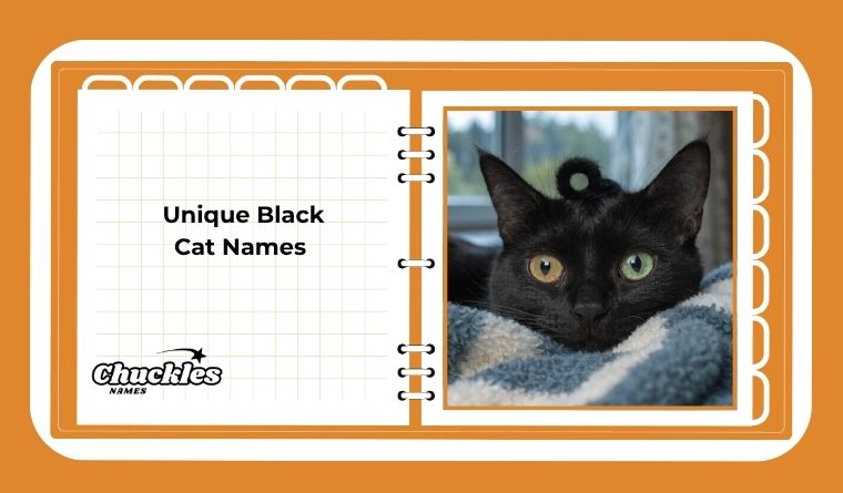 Unique Black Cat Names