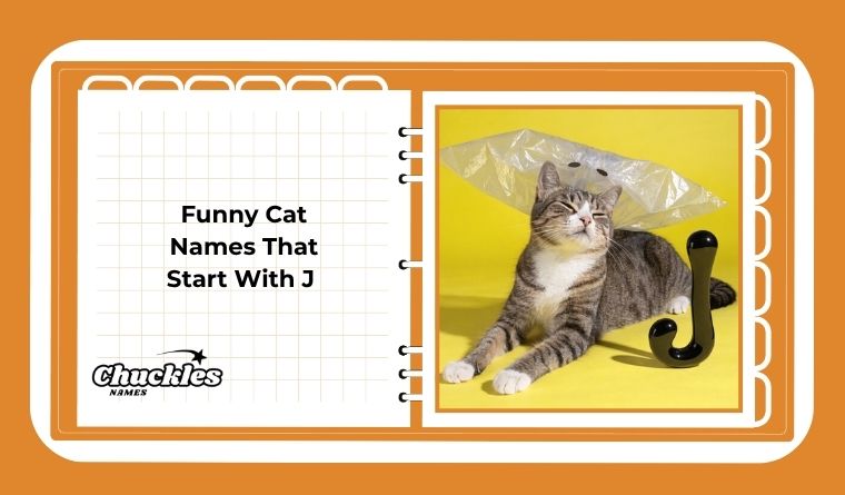 Funny Cat Names That Start With J