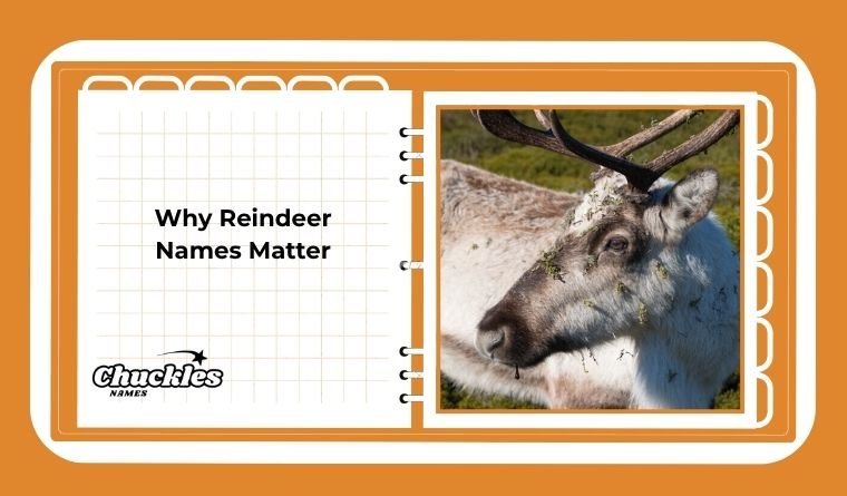 Why Reindeer Names Matter