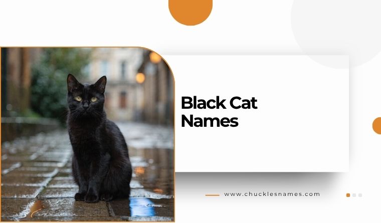 Black Cat Names