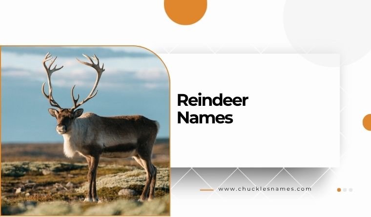 Reindeer Names